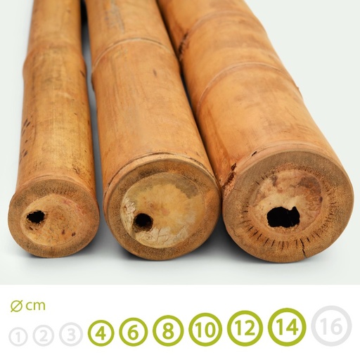 Canas de bambu Guadua